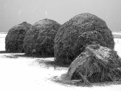99 Haystacks at Nunton